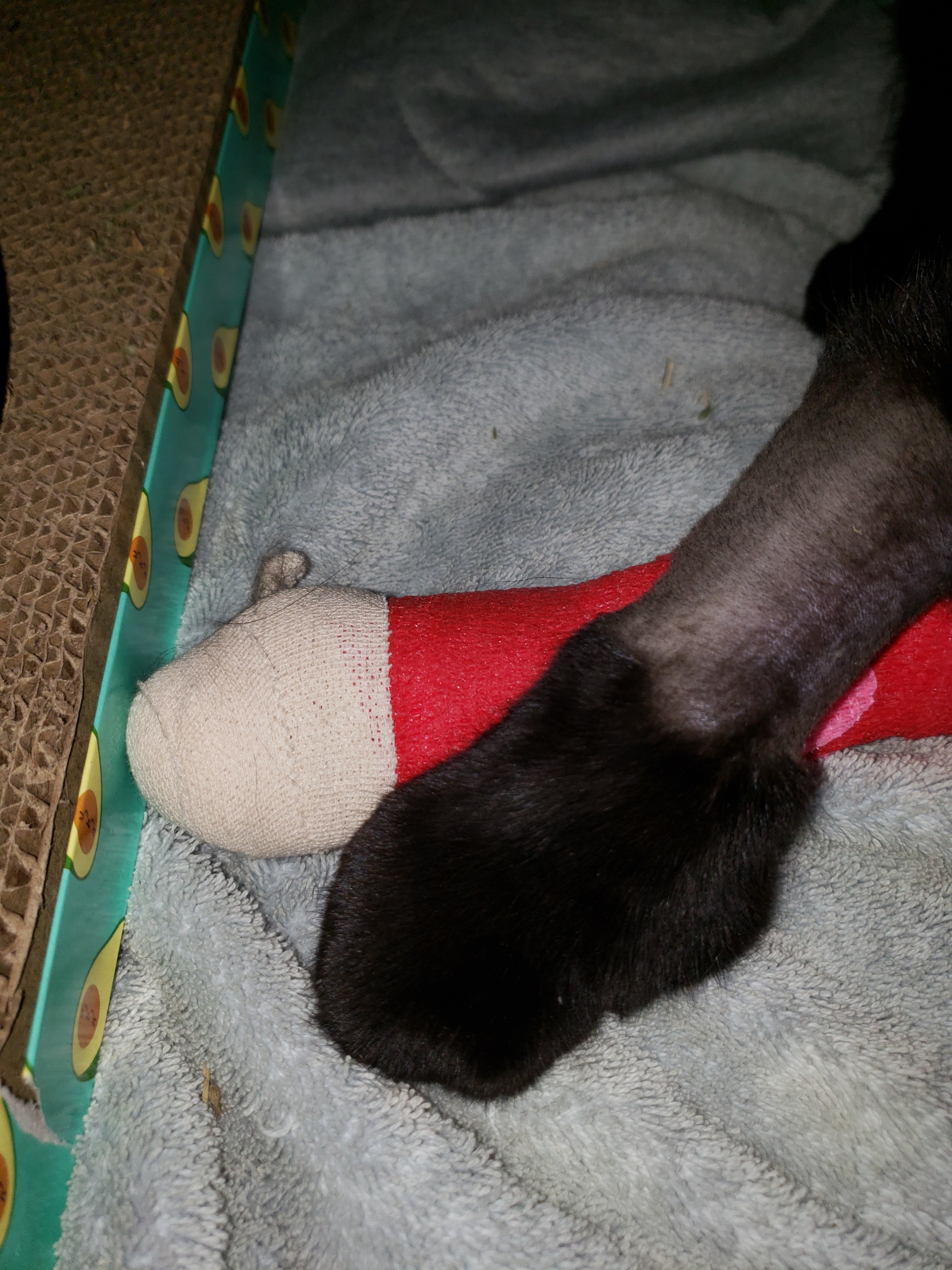 Berry's casted front left leg crossed over his front right leg